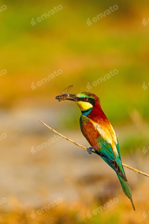 Preview: Colorful Bird. European Bee Eater. Green Nature Background.