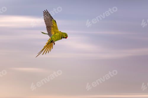Preview: Flying Bird. Colorful Nature Background.