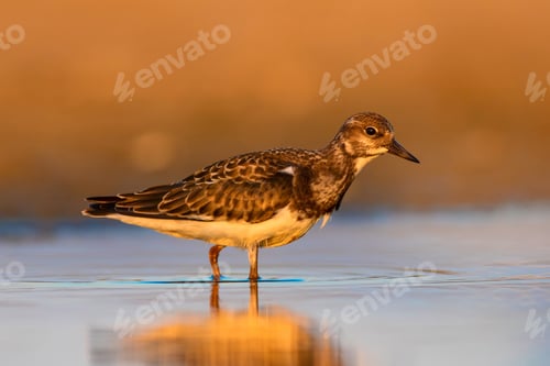 Preview: Water Bird Turnstone. Nature Background. Bird: Ruddy Turnstone. Arenaria Interpres