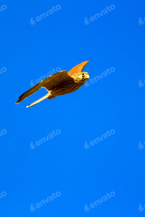 Preview: Flying Kestrel. Blue Sky Background. Bird: Lesser Kestrel. Falco Naumanni.