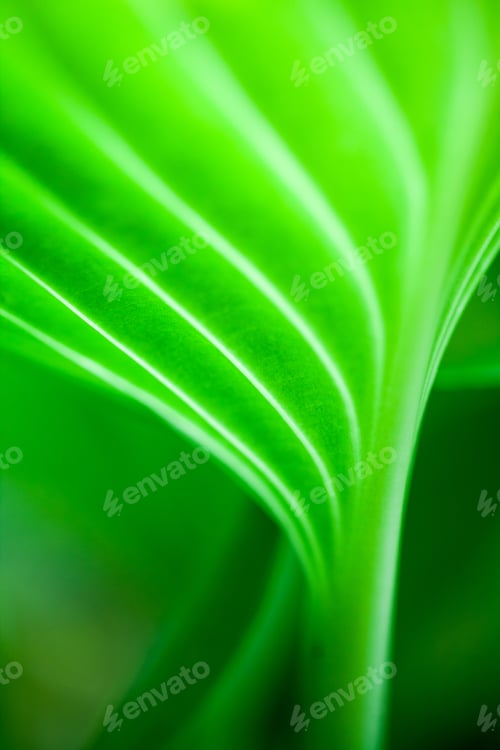 Preview: Green, Abstract Composition With Leaf Texture And Soft Focus