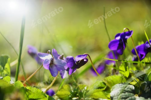 Preview: Spring Nature Common Violets Background. Viola Odorata Flowers In The Garden .Glade With Purple