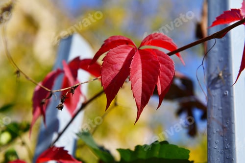Preview: Virginia Creeper (Parthenocissus Quinquefolia) Leaves