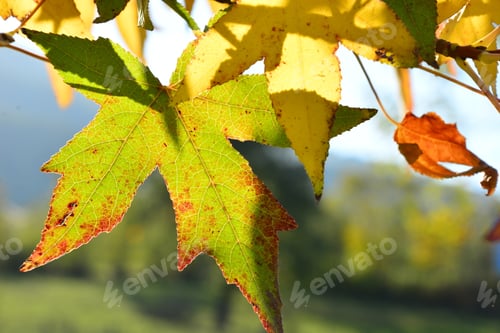Preview: Autumn Maple Leaves, Nature Background With Bright And Colorful Maple Leaves