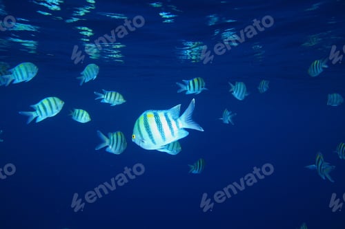 Preview: Sergeant Major Fishes (Abudefduf Sexfasciatus)