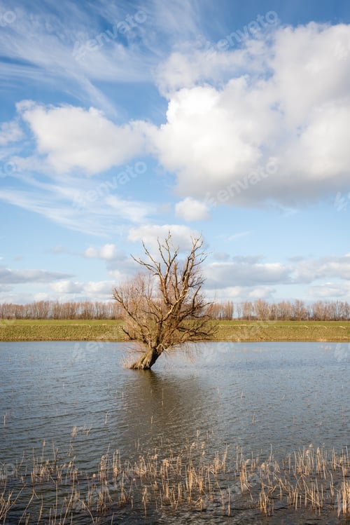 Preview: Bare Tree Skew Standing In The Reflective Water Of A Flooded Polder Inm The Netherlands. It Is A