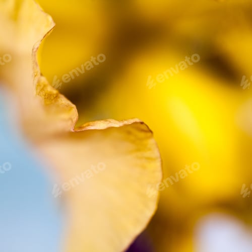 Preview: Beautiful Iris Flower With Details