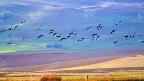 Preview: Flying Birds. Natural Background. Birds: Glossy Ibis. Plegadis Falcinellus.