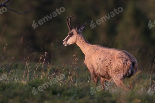 Preview: Chamois (Rupicapra Rupicapra) Vosges Mountains, France