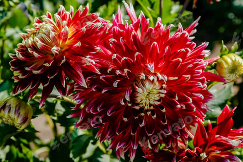 Preview: Beautiful Dahlias In The Autumn Garden. Flowers Dahlias In The Park Or Garden In Autumn.