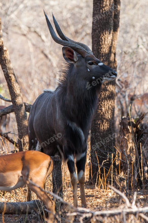Preview: Male Kudu Antelope In The South Luangwa National Park, Zambia. The Concentration Of Animals Around