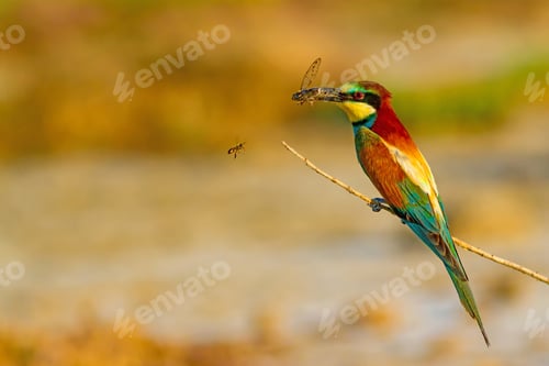 Preview: Colorful Bird. Nature Background. European Bee Eater. Merops Apiaster.
