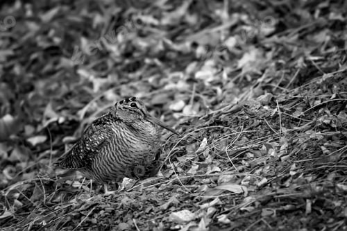 Preview: Camouflage Bird Woodcock. Dry Leaves Background. Bird: Eurasian Woodcock. Scolopax Rusticola.