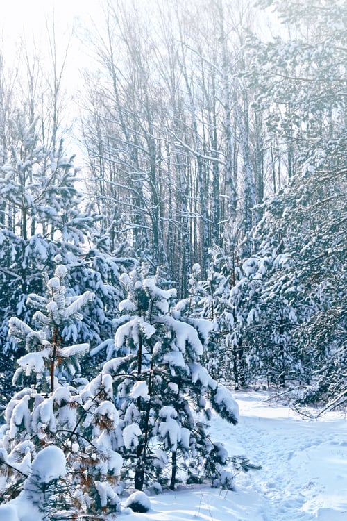 Preview: Forest In The Frost. Winter Landscape. Snow Covered Trees.