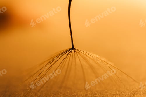 Preview: Macro, Abstract Composition With Dandelion Seed