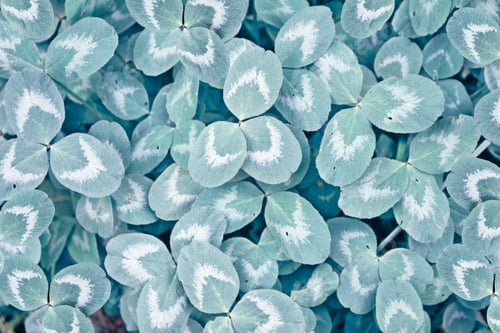 Preview: Green Clover Leaves On A Background Summer Landscape. St.Patrick 'S Day Theme