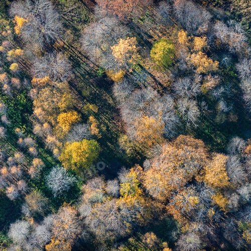 Preview: Aerial View Over The Colourful Trees And Fields In Autumn