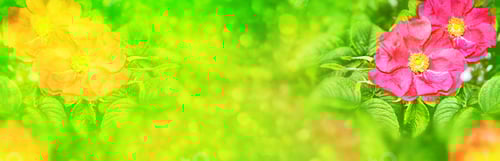 Preview: Summer Landscape. Delicate Wild Rose Garden Flowers