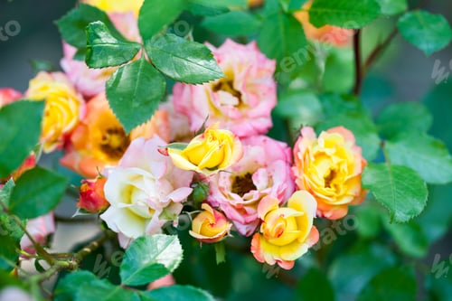 Preview: Colorful, Beautiful, Delicate Rose With Details