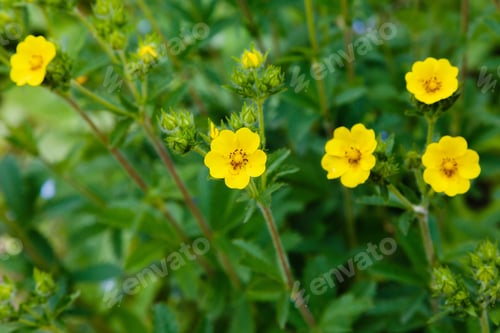 Preview: Yellow Flowers Of The Potentílla Erecta In Garden. Medicinal Plants In The Garden