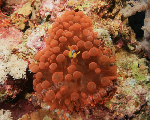 Preview: Baby Anemonefish In Red Anemone