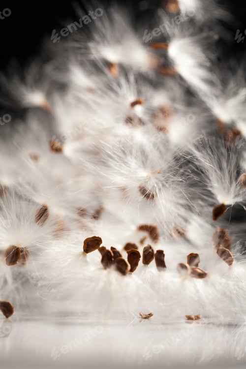 Preview: Abstract Composition With Dried Plants Seeds. Looks Like Dandelion Seeds