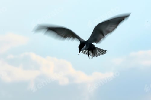 Preview: Flying Birds. Abstract, Emotional Nature Photograhy.