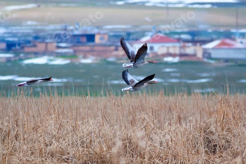 Preview: Flying Goose. Natural Background.