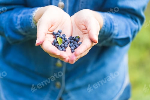 Preview: Blueberry Bushes In The Forest And Woman Hands Picking Blueberries. Close Up Of Forest Fruits