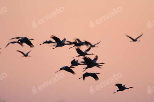 Preview: Silhouettes Of Cranes( Grus Grus) At Sunset Germany Baltic Sea