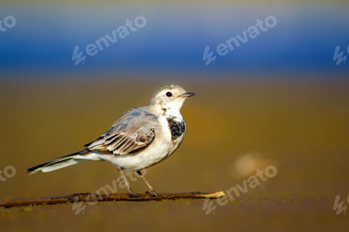 Preview: White Wagtail. Blue Sea And Yellow Sand Nature Background. White Wagtail Motacilla Alba.