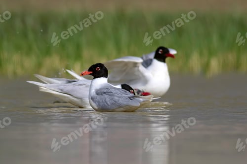 Preview: White Gulls. Blue Green Nature Background. Bird: Mediterranean Gull. Ichthyaetus Melanocephalus.