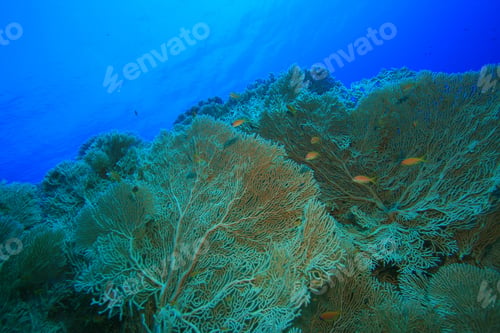 Preview: Gorgonian Fan Corals