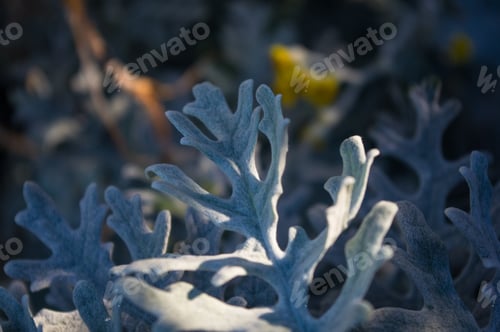 Preview: Silver Dust Cineraria Maritima In The Garden, Close Up.