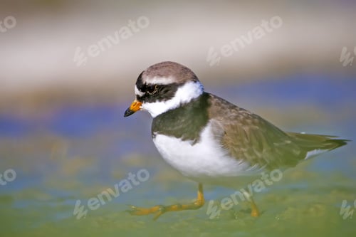 Preview: Cute Little Bird. Colorful Nature Background. Bird: Little Ringed Plover. Charadrius Dubius.