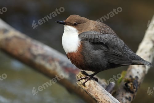 Preview: White-Throated Dipper Germany
