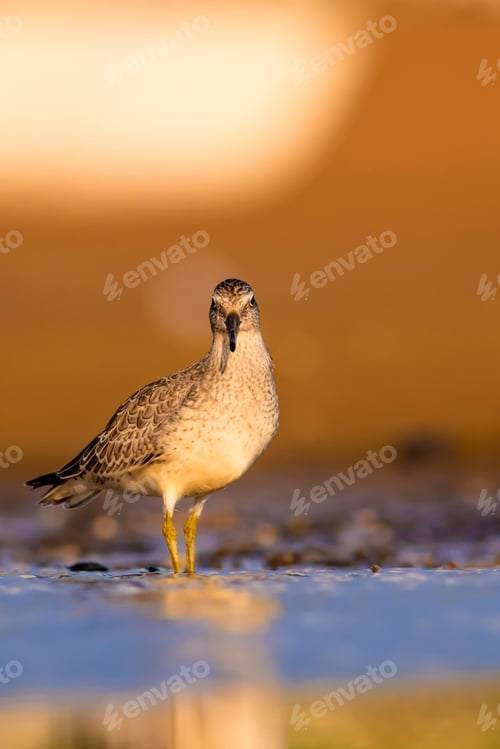 Preview: Water Bird. Natural Background. Bird: Red Knot. Calidris Canutus