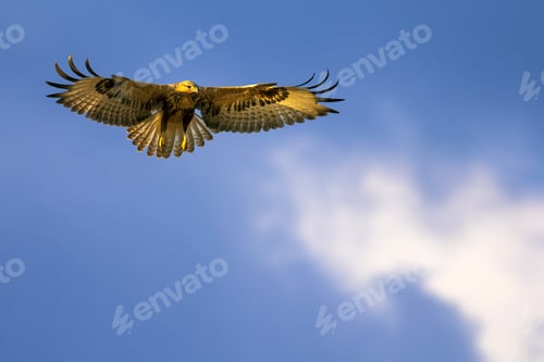 Preview: Bird Of Prey. Flying Buzzard. White Clouds And Blue Sky Background. Bird: Long Legged Buzzard