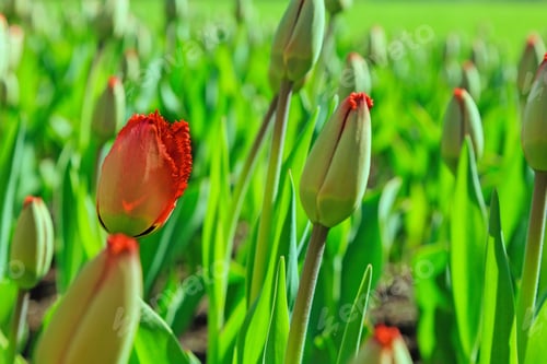 Preview: The Buds Of Red Tulips In Spring Garden. Blossoming Tulips