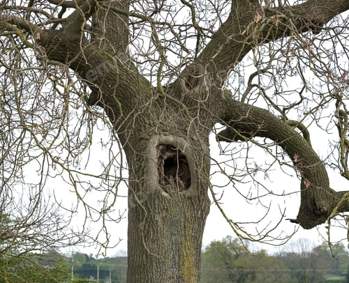 Preview: Big Hole In An Old Oak Tree