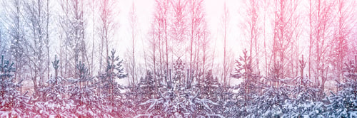 Preview: Frozen Winter Forest With Snow Covered Trees.