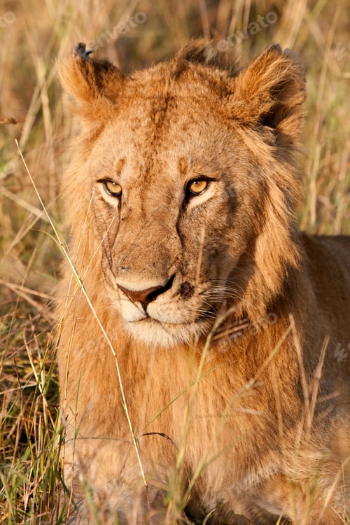Preview: Young Male African Lion In The Maasai Mara National Park, Kenya