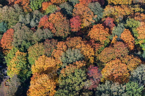 Preview: Aerial View Over The Colourful Trees And Fields In Autumn