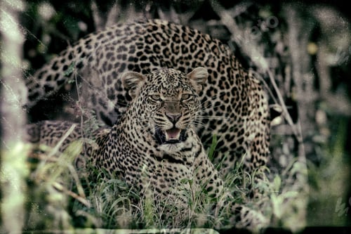 Preview: Vanishing Africa: Vintage Style Image Of Two Wild Leopards In The Masai Mara National Park, Kenya