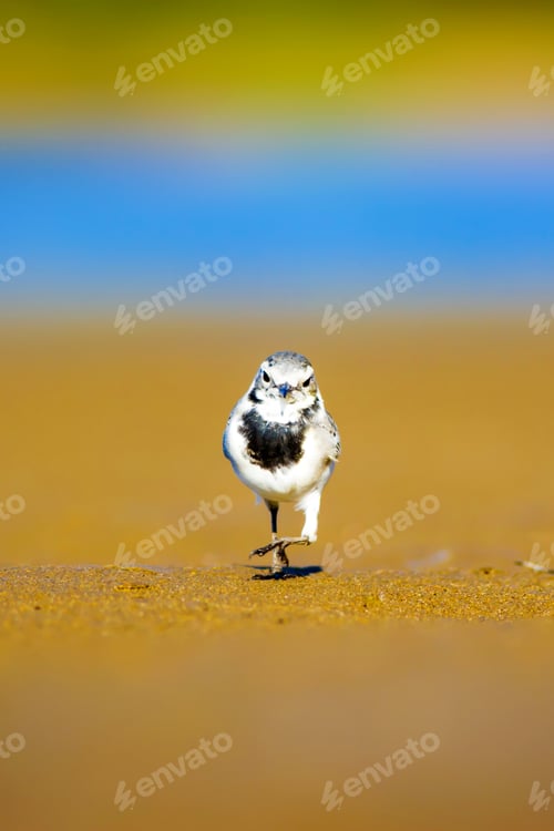 Preview: Cute Bird. Black White Little Bird. Yellow, Blue And Green Nature Background. White Wagtail /