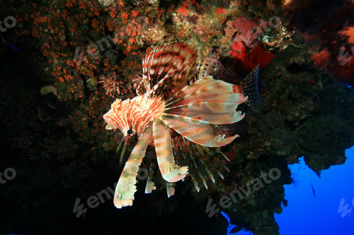 Preview: Common Lionfish (Pterois Miles)