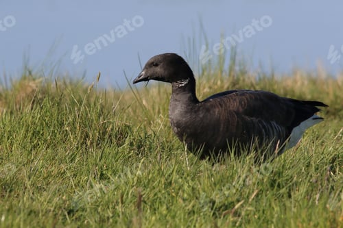 Preview: Brent Goose (Branta Bernicla) Texel Holland
