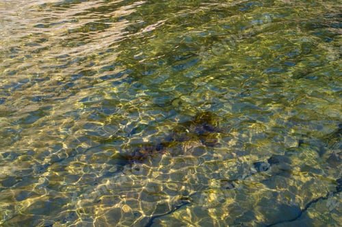 Preview: Rocky Sea Shore With With Seaweed, Waves With Foam