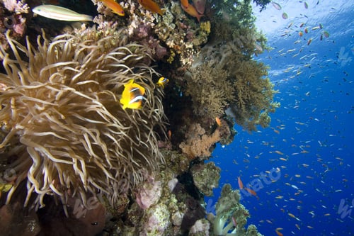 Preview: Bubble Anemone On Coral Wall