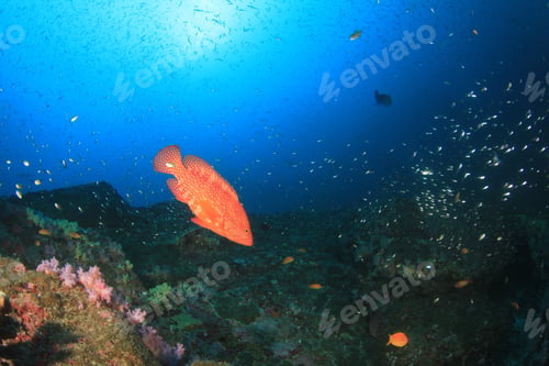 Preview: Coral Grouper Fish
